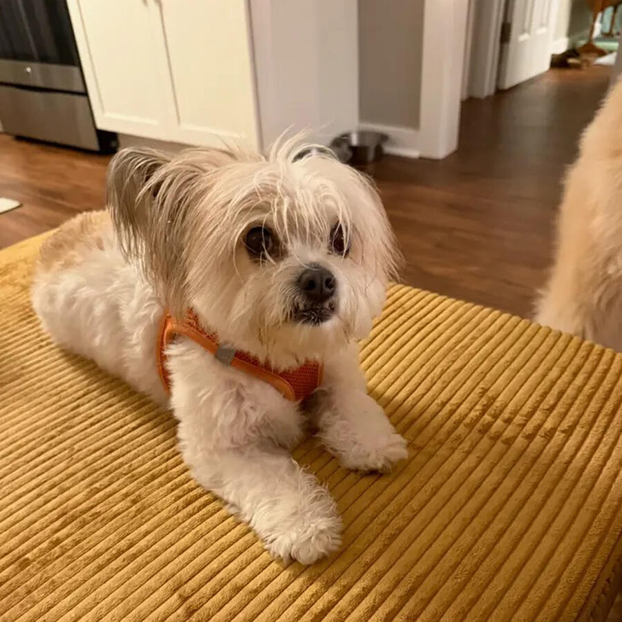 Biscuit Biscuit