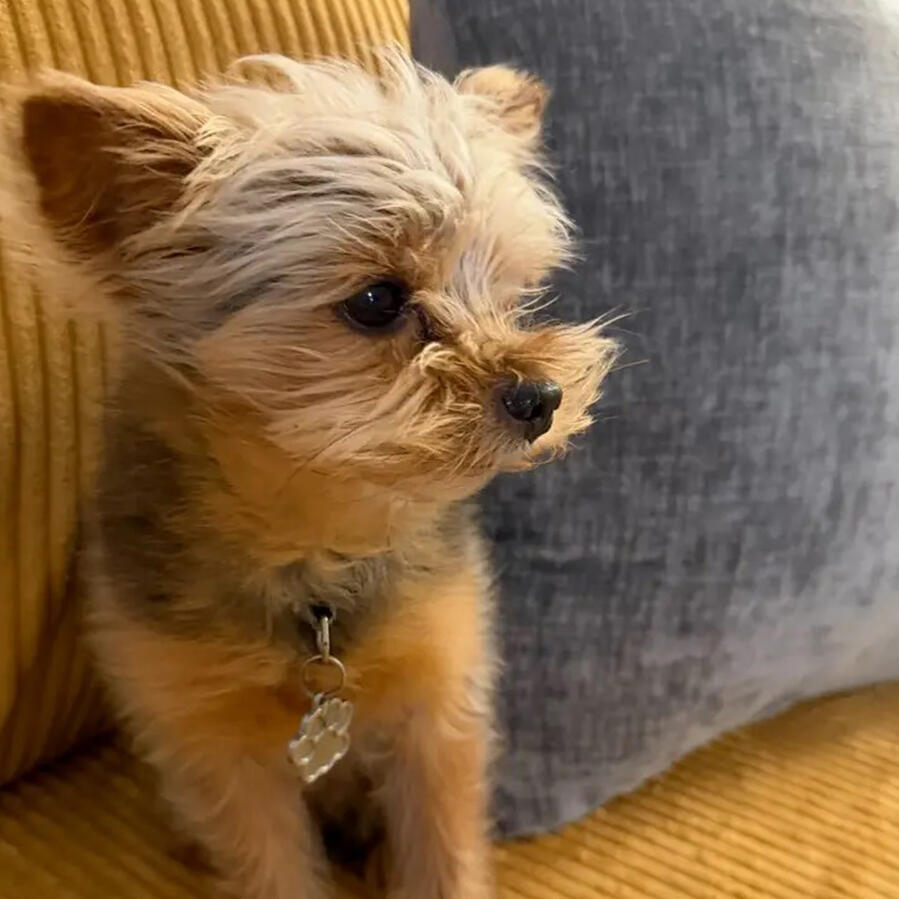 Peanut Peanut